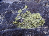 Rhizocarpon lecanorinum image