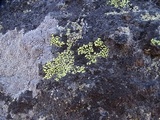 Rhizocarpon lecanorinum image