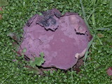 Calvatia cyathiformis image