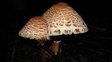 Leucoagaricus americanus image