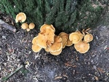 Gymnopilus ventricosus image