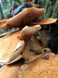 Gymnopilus ventricosus image