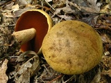 Boletus vermiculosoides image