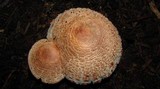Leucoagaricus americanus image