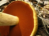 Boletus vermiculosoides image