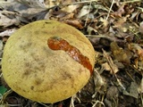 Boletus vermiculosoides image