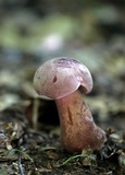 Tylopilus violatinctus image