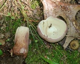 Tylopilus violatinctus image