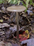 Oudemansiella furfuracea image