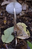 Oudemansiella furfuracea image