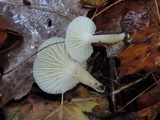 Cuphophyllus virgineus image