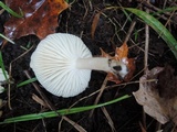 Cuphophyllus virgineus image