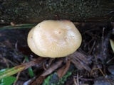 Tricholomopsis sulphureoides image