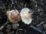 Tricholoma pessundatum image