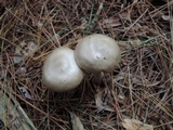 Entoloma griseum image