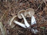 Entoloma griseum image