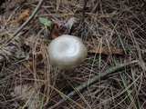 Entoloma griseum image