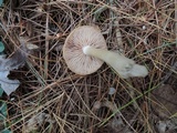 Entoloma griseum image