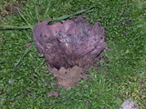 Calvatia cyathiformis image