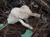 Rhodocollybia maculata image