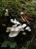 Pleurocybella porrigens image