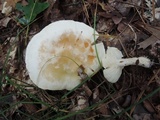 Tricholoma sulphurescens image