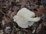 Tricholoma sulphurescens image