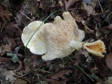 Tricholoma sulphurescens image