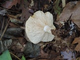 Tricholoma sulphurescens image