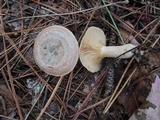 Lactarius chelidonium image