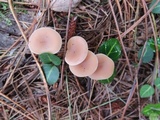 Clitocybe diatreta image