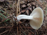 Clitocybe diatreta image