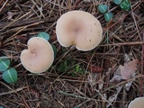 Clitocybe diatreta image