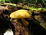 Gymnopilus luteus image