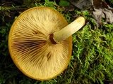 Gymnopilus luteus image