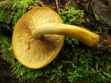 Gymnopilus luteus image