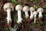 Amanita porphyria image