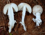 Amanita porphyria image