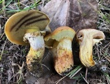 Suillus grevillei image