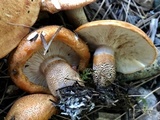 Tricholoma aurantium image