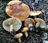 Tricholoma aurantium image