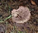 Calvatia cyathiformis image