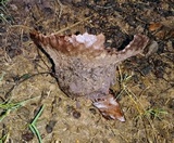 Calvatia cyathiformis f. cyathiformis image