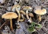 Cystoderma amianthinum image