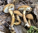 Cystoderma amianthinum image
