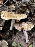 Inocybe fraudans image