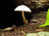 Volvariella bombycina image