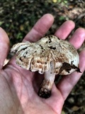 Inocybe fraudans image