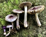Inocybe lilacina image