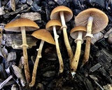 Conocybe rugosa image